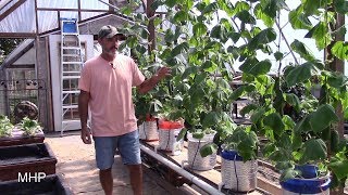 Dutch Bucket Hydroponics  Growing Cucumbers Tyria and Iznik [upl. by Rehposirhc861]