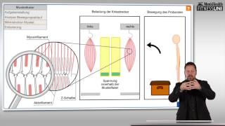 FitnessUni – Die Wahrheit über Muskelkater [upl. by Chaddie]