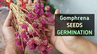 Gomphrena Seeds GERMINATION COLLECTION STORE Gomphrena Flower [upl. by Analla]