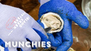 Oysters And Clams  Everything You Need To Know [upl. by Stauder]