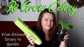 How I Re Grow Celery  from scraps to ready to plant in the garden [upl. by Corena906]