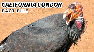 California Condor Facts RAREST BIRD in AMERICA  Animal Fact Files [upl. by Niple]