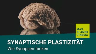 Synaptische Plastizität  wie Synapsen funken [upl. by Iba8]