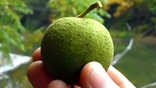 Wild Food Foraging Black Walnuts [upl. by Darsie]