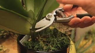 Where to Cut an Orchid Plant  Orchid Care amp More [upl. by Ttihw]