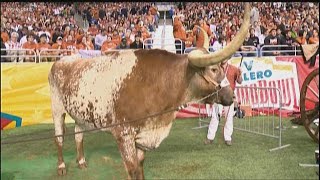 Raising Bevo Life as the UT mascots family  KVUE [upl. by Anuaf]