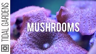 Mushroom Corals [upl. by Roosevelt]