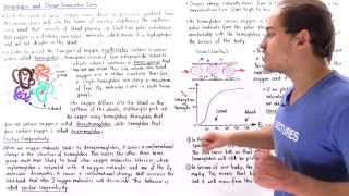 Hemoglobin Cooperativity and Oxygen Dissociation Curve [upl. by Calise]