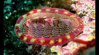 Facts The Chiton [upl. by Ahsiekin]