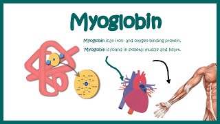 Myoglobin  Structure and function  oxygen binding kinetics [upl. by Fried]