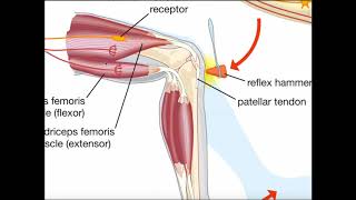 The Muscle Spindle Reflex Arc Stretch or Patellar Reflex [upl. by Ettesel]