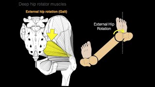 Deep hip rotator muscles [upl. by Asirehc]