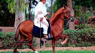 Caballo Peruano de Paso  Enfrenadura y Adiestramiento [upl. by Giarg]