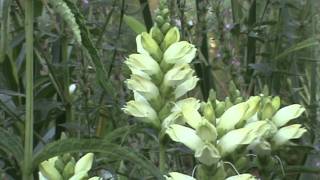 Minnesota Native Plant  White Turtlehead Chelone Glabra [upl. by O'Donovan]