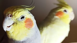 Cockatiel Sounds 24 HOURS of Cockatiel Singing for Lonely Cockatiels [upl. by Bergh]