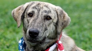 Special Forces soldier reunites with dogs from Afghanistan [upl. by Arraek]