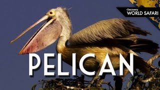 Everything You Wanted to Know About Pelicans [upl. by Ania213]