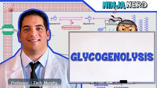 Metabolism  Glycogenolysis [upl. by Forbes]