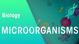 Microorganisms  Genetics  Biology  FuseSchool [upl. by Vorster829]