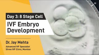 IVF Embryo DevelopmentDay 3  Embryo Journey 8 Cell Stage  Time Lapse Imaging Part 3 Dr Jay Mehta [upl. by Uoliram955]