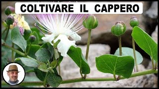 COLTIVARE IL CAPPERO [upl. by Airekat734]