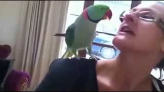 Marty quotThe Magnificentquot Alexandrine Parrot Talking and Waving quotBye Byequot [upl. by Hsirk]