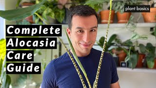 Alocasia Zebrina Complete Care Guide Repotting and Common Problems [upl. by Naerb]