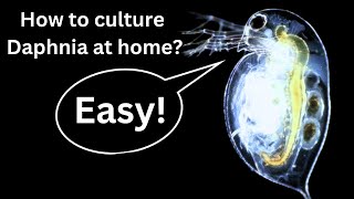 BEST Live Fish Food Beginner guide How to Culture Daphnia at home [upl. by Ahsitel]