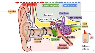 Anatomie de loreille 👂 [upl. by Woehick]