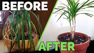 Houseplant Care Bring Your Houseplant Back to Life [upl. by Hephzipah669]