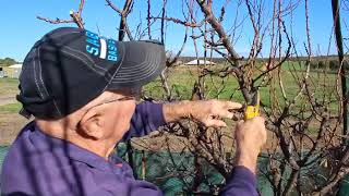 Ken Wells Apricot Tree Pruning [upl. by Niwdog687]