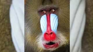 Skin amp Bones  Animal Life Mandrill [upl. by Hutchins]