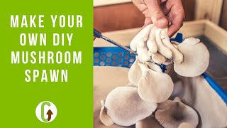 Grow Your Own DIY Mushroom Spawn The Stem Butt Method  GroCycle [upl. by Cook]