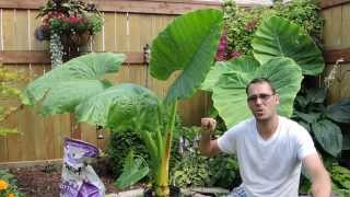 Growing Another Giant  Alocasia Borneo Giant [upl. by Noorah]