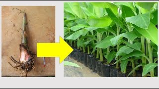 How To Produce 64 PlantainBanana Suckerspeepers From One Parent Sucker [upl. by Clough]