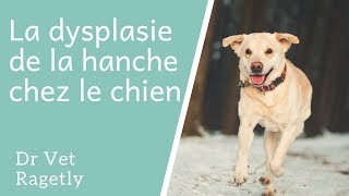 La dysplasie de la hanche chez le chien [upl. by Bashee594]