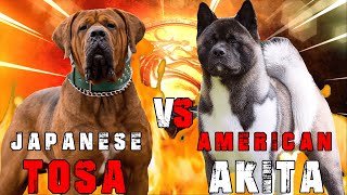 Tosa Inu vs American Akita  Akita vs Tosa Inu  Tosa vs Akita  Powerful Guard Dog  Billa Boyka [upl. by Sesiom]