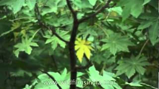 How to grow Ricinus Castor Oil plants [upl. by Nava]