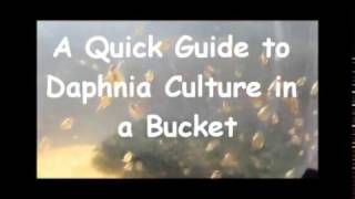 How to culture daphnia outside [upl. by Corina]