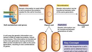 Chapter 8 Microbial Genetics [upl. by Pozzy]