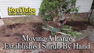 Transplanting A Large Established Shrub By Hand [upl. by Tammy]