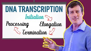 DNA Transcription Made EASY  Part 1 Initiation 🐣 [upl. by Ahsinet]