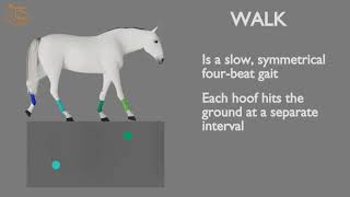 HORSE GAITS PART 01  WALK CYCLE ANALYSIS [upl. by Avid]