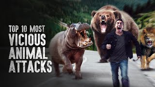 Top 10 Most Vicious Animal Attacks and How to Survive Them [upl. by Atteynad]