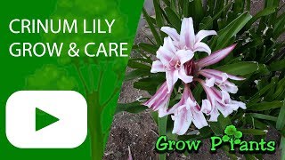 Crinum lily [upl. by Itraa]