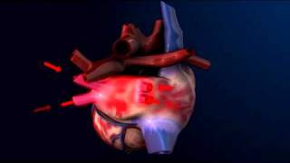 How the Heart Pumps Blood  3D Heart Animation  ABP © [upl. by Ained341]