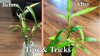 Saving Lucky Bamboo  Do’s amp Don’ts  Lucky Bamboo Plant Care  Tips amp Tricks  Bubbles of Green [upl. by Airrotal]