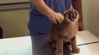 Caracal Hisses at Vet While Being Vaccinated  1076952 [upl. by Ayotahc]