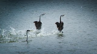 INCREDIBLE Birds Running on Water [upl. by Greenebaum]