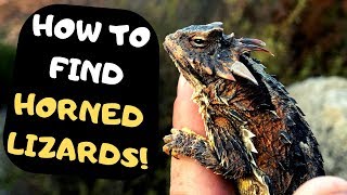 How To Find Horned Lizards [upl. by Remlap]